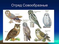 Общая характеристика сов