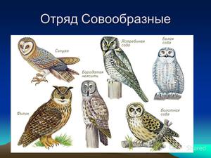 Общая характеристика сов