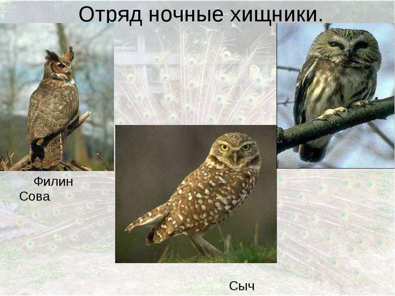 Разновидности пород сов Размножение сов