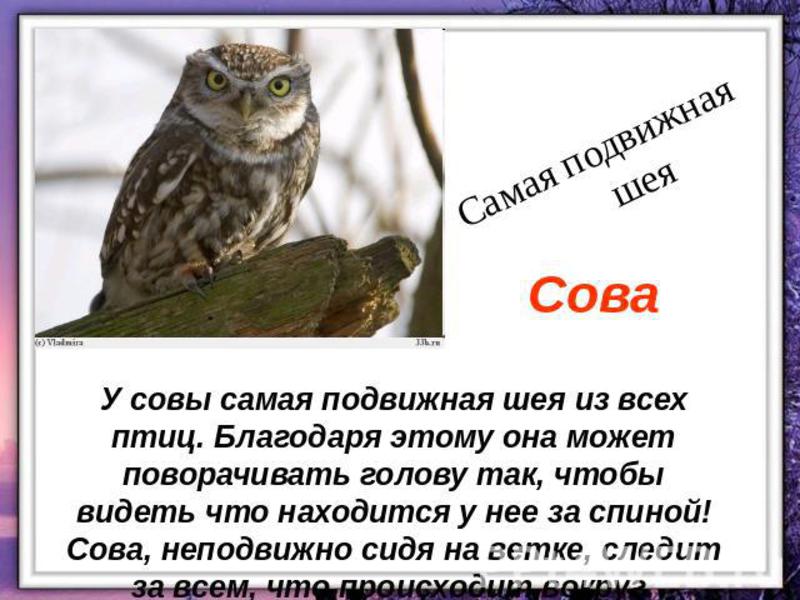 Виды сов Виды сов