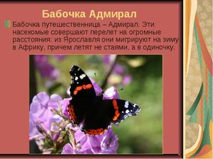Окрас бабочки