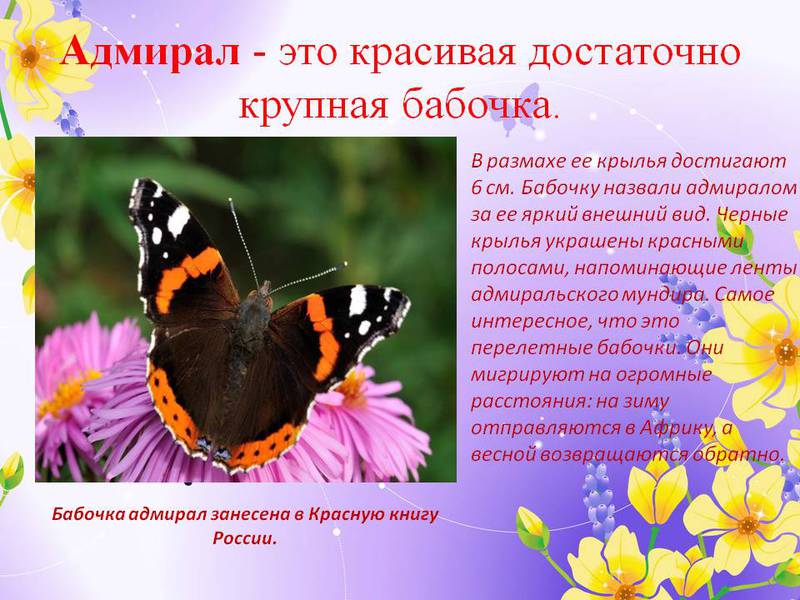 Бабочка адмирал Бабочка адмирал