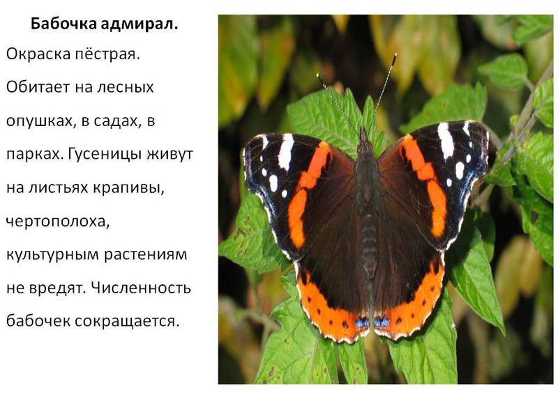 Где обитают бабочки Ареал обитания адмирала