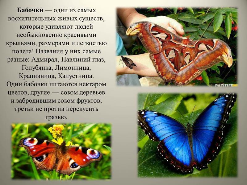 Как выглядит бабочка адмирал Внешний вид бабочки