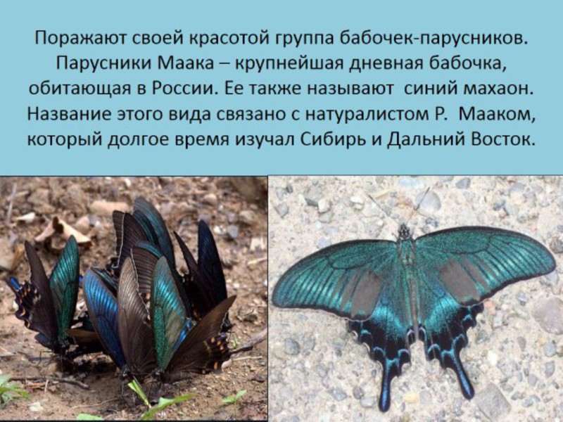 Описание бабочки адмирал Гусеница адмирала