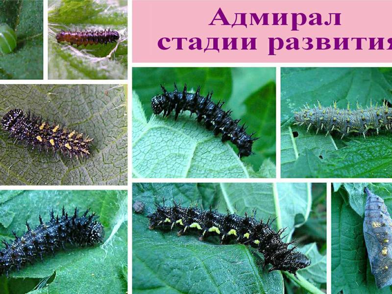 Описание бабочки адмирал Особенности бабочки адмирала
