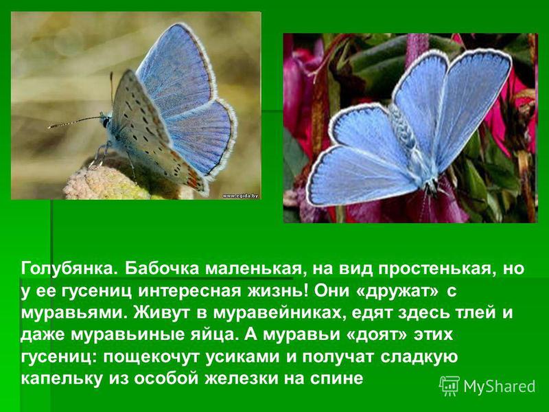 Размножение бабочки адмирал Как размножается бабочка адмирал