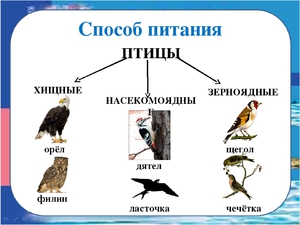 Какие птицы улетают на юг
