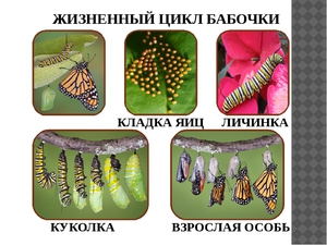 Как долго живут бабочки