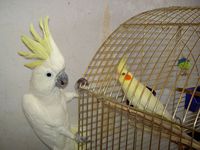 Описание корелл
