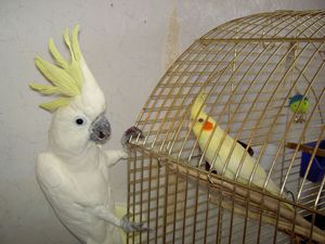 Описание корелл