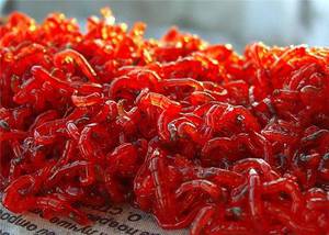 Живой корм