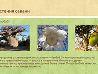 Растения саванны