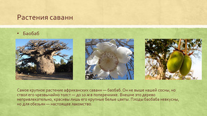 Растения саванны