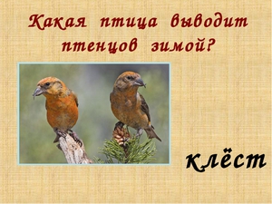 Какие птицы выводят птенцов зимой