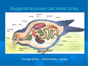 Выделительная система у птиц 