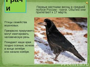 Птицы, прилетающие весной