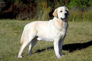Порода лабрадор