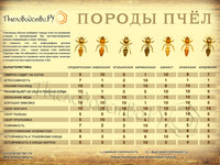 Инфографика породы пчел