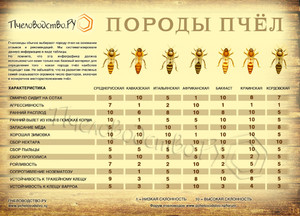 Инфографика породы пчел