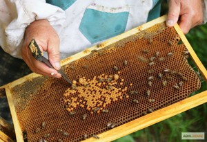 Как разводить пчел