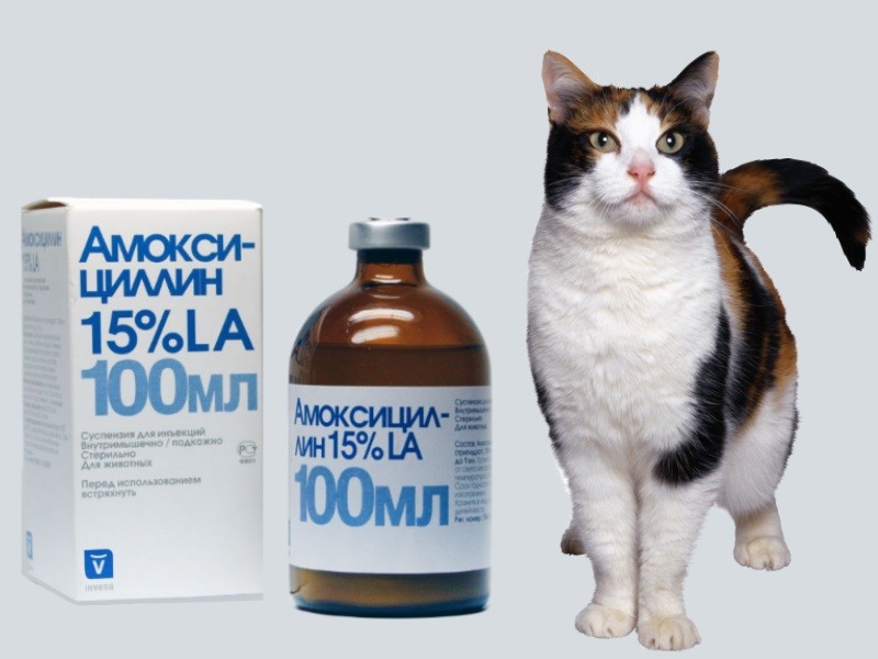 Амоксициллин суспензия