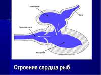 Строение сердца у рыб