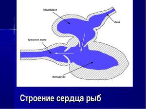 Строение сердца у рыб