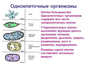 Где обитают простейшие