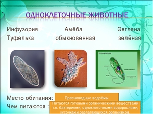 Простейшие организмы