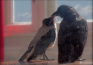 Отличия ворона от вороны