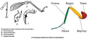 Как устроены конечности
