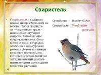 Птица с хохолком свиристель