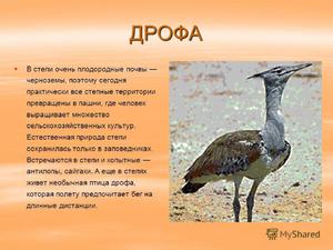 Как живут в природе дрофы