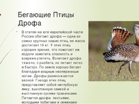 Как выглядит птица дрофа