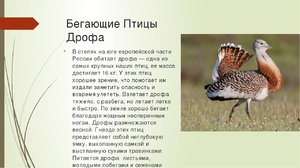 Как выглядит птица дрофа