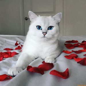 Описание самой красивой кошки