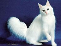 Красивые кошки 