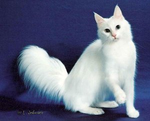 Красивые кошки 